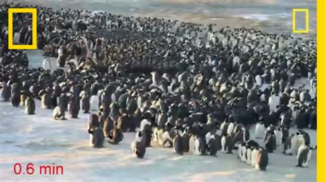 Emperor Penguin Huddle