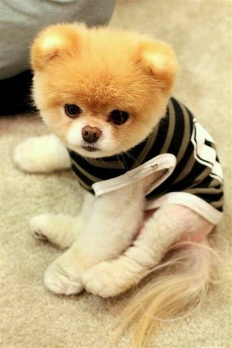 Boo the dog | Schattige babydieren, Hondjes, Baby dieren