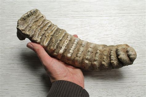 Fossil tooth - Stegodon trigonocephalus - 29 cm - Catawiki