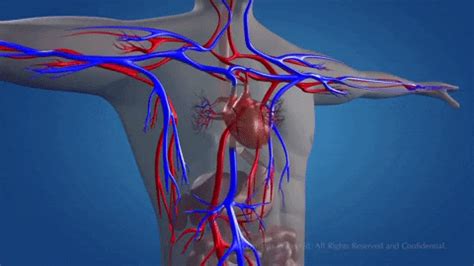 Circulatory System Gif Animation