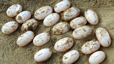 How to Hatch Turtle Eggs At Home Without An Incubator?