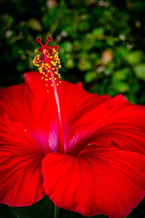 Hawaiian Hibiscus Red - Free photo on Pixabay - Pixabay