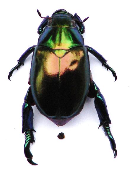 Scarab Beetle ( Repsimus manicatus ) Family, Scarabaeidae. | SPORTSMANS CREEK CONSERVATION AREA