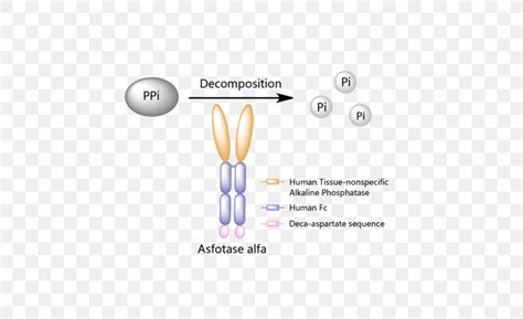 Asfotase Alfa Hypophosphatasia Strensiq Enzyme Replacement Therapy, PNG ...