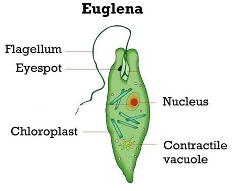 Unicellular organism ~ Detailed Information | Photos | Videos