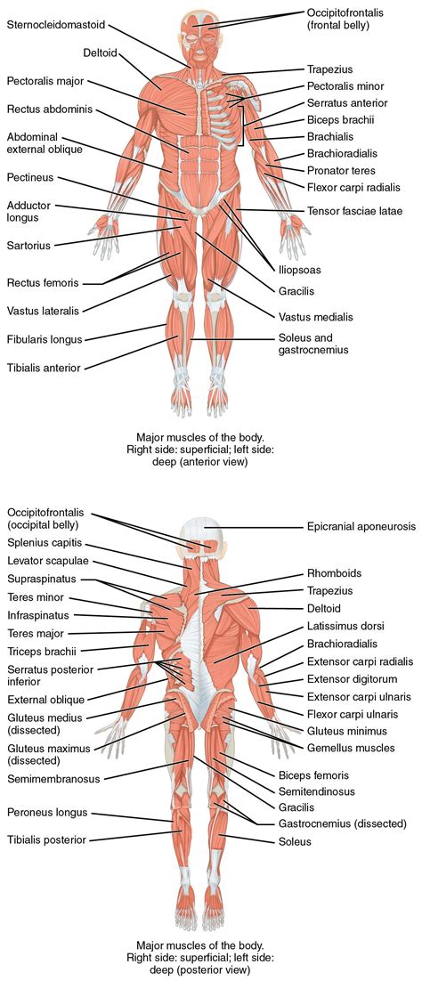 Chapter 6 The Muscular System Coloring Workbook Answer Key › Athens Mutual Student Corner