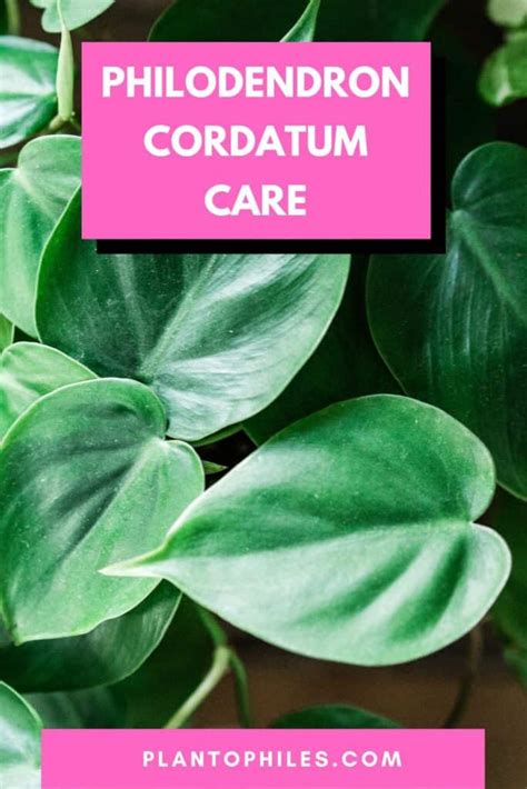 Philodendron Cordatum Care — All You Need to Know