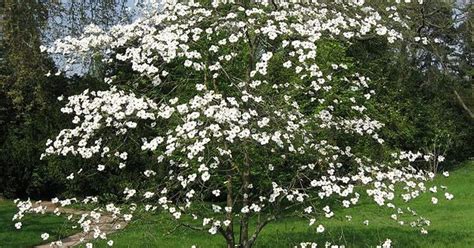 Dogwood tree good for zone 6 - Google Search | Plants and Trees ...