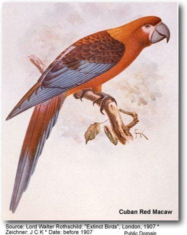 Cuban macaw - Alchetron, The Free Social Encyclopedia