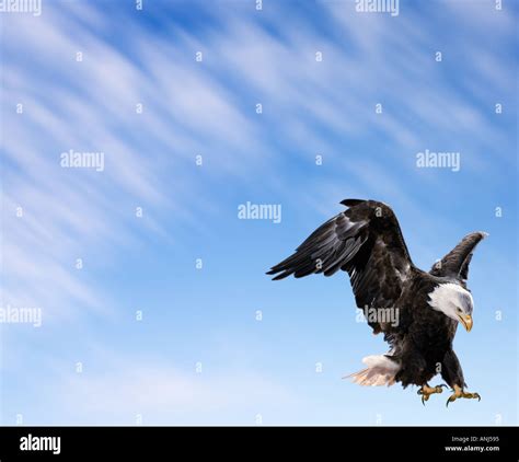 Bald Eagle landing on prey Stock Photo - Alamy