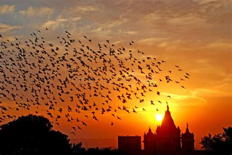 Flocking behavior of Birds stock photo. Image of behavior - 92657806