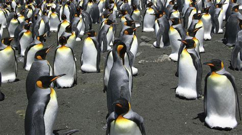 Study Shows King Penguin Breeding Colonies Move Like Liquid - CapeCod.com