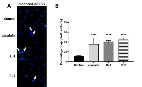 (A) Hoechst staining (excitation and fluorescence emission at 352 and... | Download Scientific ...