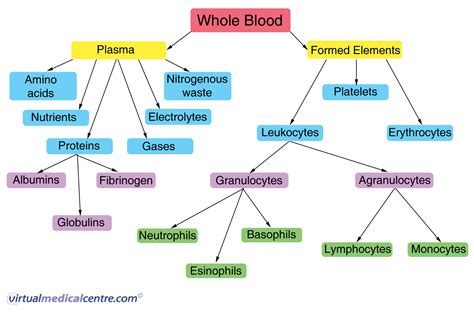 Blood function and composition | Healthengine Blog