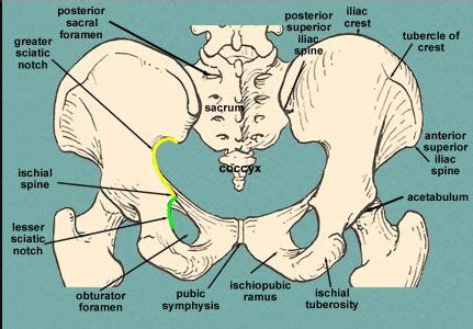 Ischial Spine (pelvic bone) | Midwifery schools, Midwifery student, Midwifery