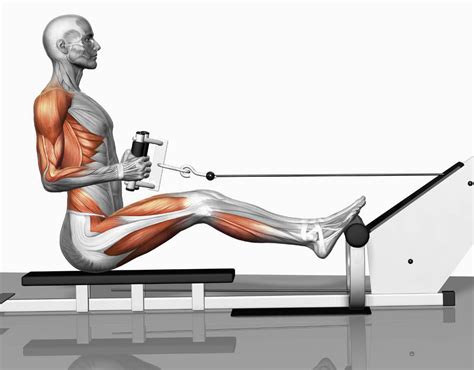 Cable row exercise - The muscles involved in this exercise are highlighted in red | Gym workout ...