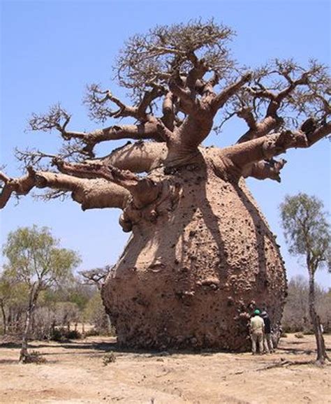 Baobab tree | They can store over 30,000 gallons of water in their ...