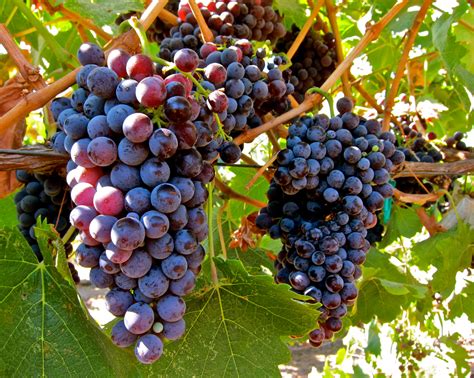 Red Wine Grapes – Altitude Brewing & Supply