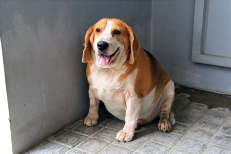 What do I do if my dog is overweight? | Canine Arthritis Resources and ...