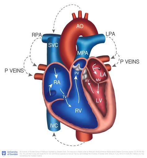 Dundee - Drawing Simplified Cross-Section of Heart - English labels | AnatomyTOOL