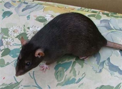 Now That's A Rat Of A Different Color : Fancy Rat Varieties | PetHelpful