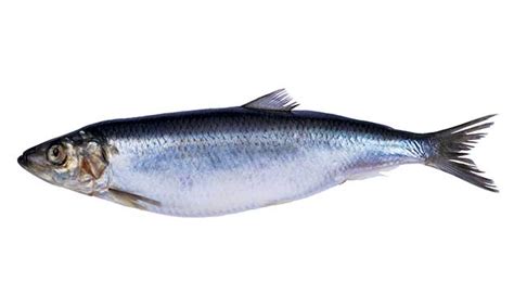 9 Health Benefits of Herring (With Nutrition Facts) - Nutrition Advance