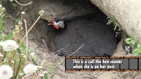 Guinea Fowl Hen Sounds & Nest Calls - YouTube