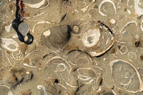 Pliocene bivalve fossils in sandstone, Oregon – Geology Pics