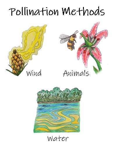 Pollination Methods | pollination teaching ideas for your classroom