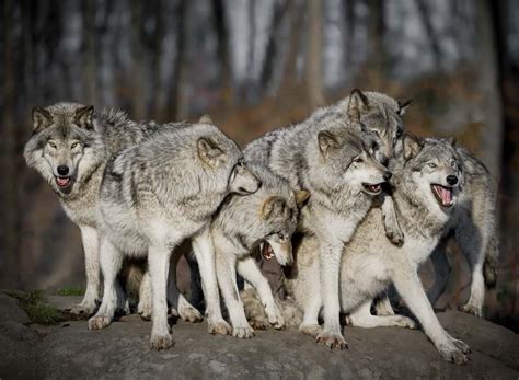 Timber Wolf Family Portrait - Cool Wildlife