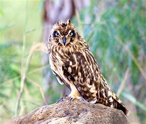 Breaking! A Generous Donor Protects 300 Acres Of South Oahu's ...