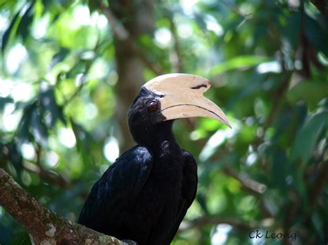 Hornbill & Hornbill | Borneo Birds