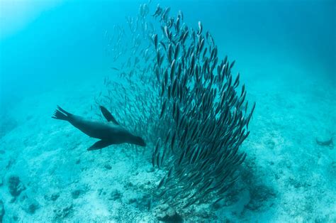 Galapagos Sea Lion Hunting Fish Rabida Photograph by Tui De Roy - Fine ...