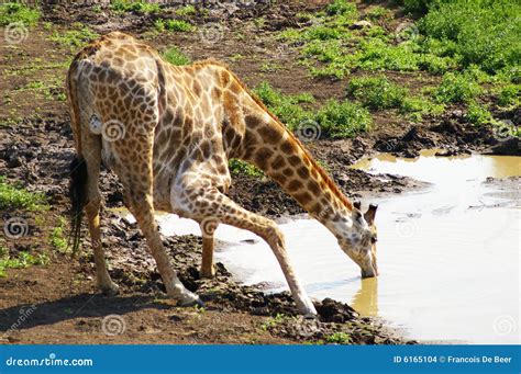 Young Giraffe Drinking Water Stock Photography | CartoonDealer.com #6165104