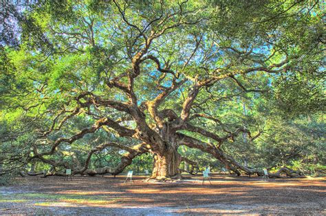 Charleston's Angel Oak Tree Photograph by Pierre Leclerc Photography