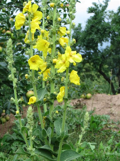 Flowering Mullein Free Stock Photo - Public Domain Pictures