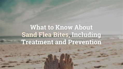 What to Know About Sand Flea Bites, Including Treatment and Prevention ...