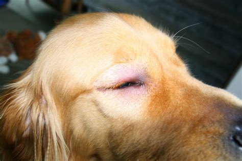 Bee Sting Reactions and Treatment for Dogs | PetHelpful