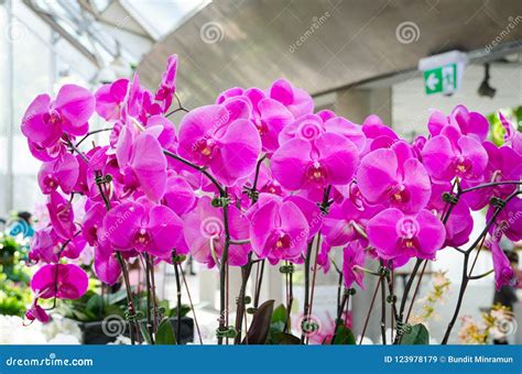 Bunch of Dark Pink Orchids in a Botanic Garden. Stock Image - Image of ...