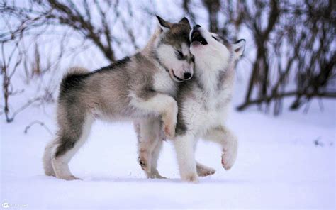 Download Baby Animal Snow Winter Puppy Siberian Husky Animal Husky HD ...