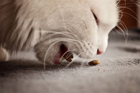 Best Cat Food for Kidney Disease & Renal Support - Choosey Cats