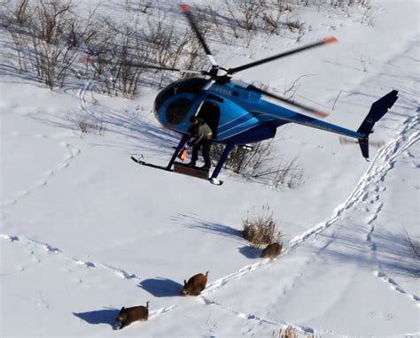 Wild pigs invade Canadian provinces—an emerging crisis for agriculture and the environment ...