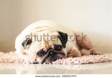 Funny Sleepy Fat Pug Dog Gum Stock Photo 1080967997 | Shutterstock