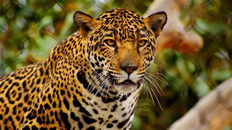 proyectodeanimales - jaguar animal