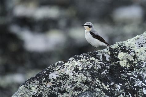 Northern Wheatear - Gates Of The Arctic National Park & Preserve (U.S. National Park Service)