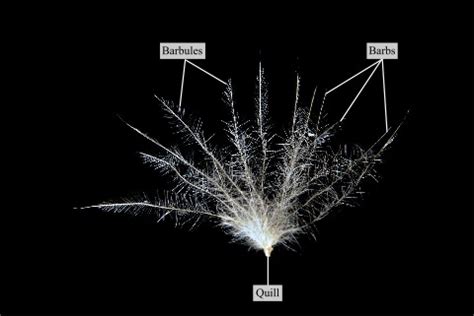 A down feather looks fluffy because of the lack of rachis and hooks on barbules · Atlas of ...