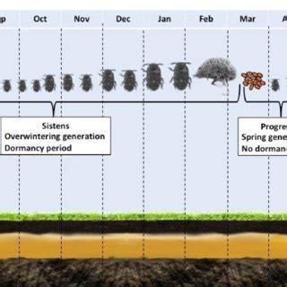 Hemlock woolly adelgid, Adelges tsugae, annual life cycle on hemlock in... | Download Scientific ...