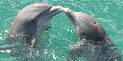 “Do Dolphins Kiss?” by Celia Berrell | Australian Children’s Poetry Website