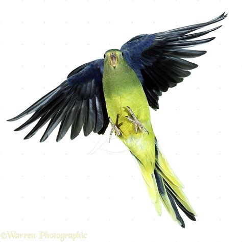 elegant grass parakeet | Elegant Grass Parakeet photo - WP02154 ...