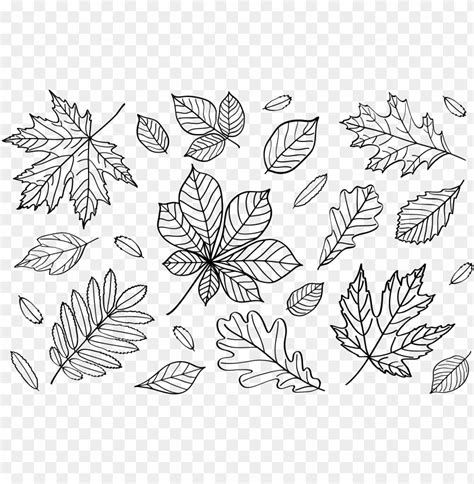 clipart autumn leaves outlines png fall leaf outline - line art PNG image with transparent ...